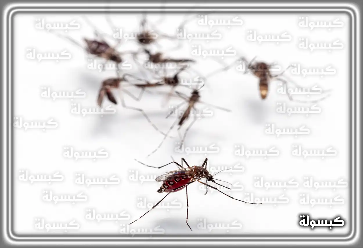 تفسير رؤية حلم البعوض في المنام تفسير رؤية حلم البعوض في المنام