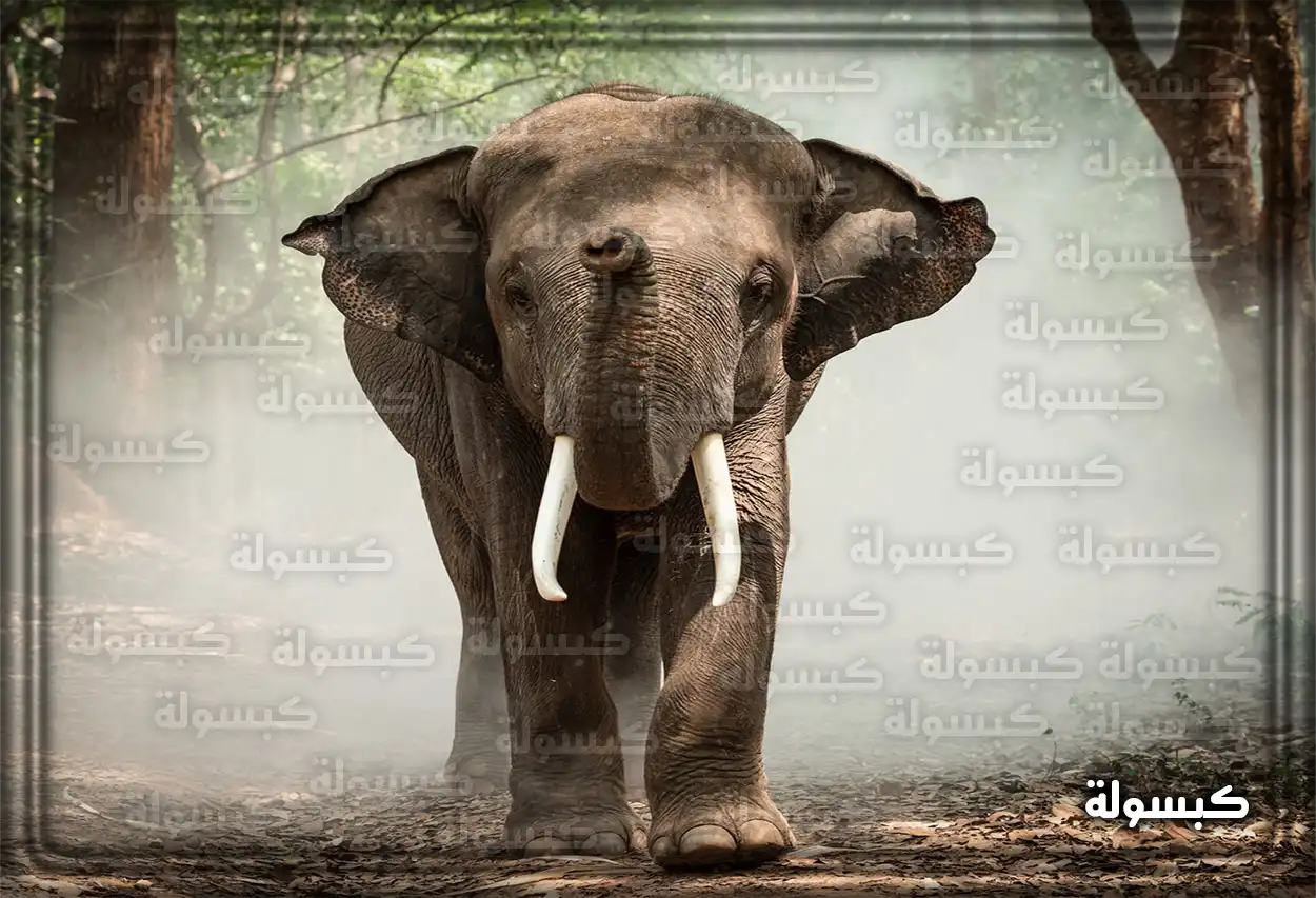تفسير رؤية حلم الفيل في المنام فيل صغير في المنام يرمز للبدايات الجديدة للعزباء والحامل