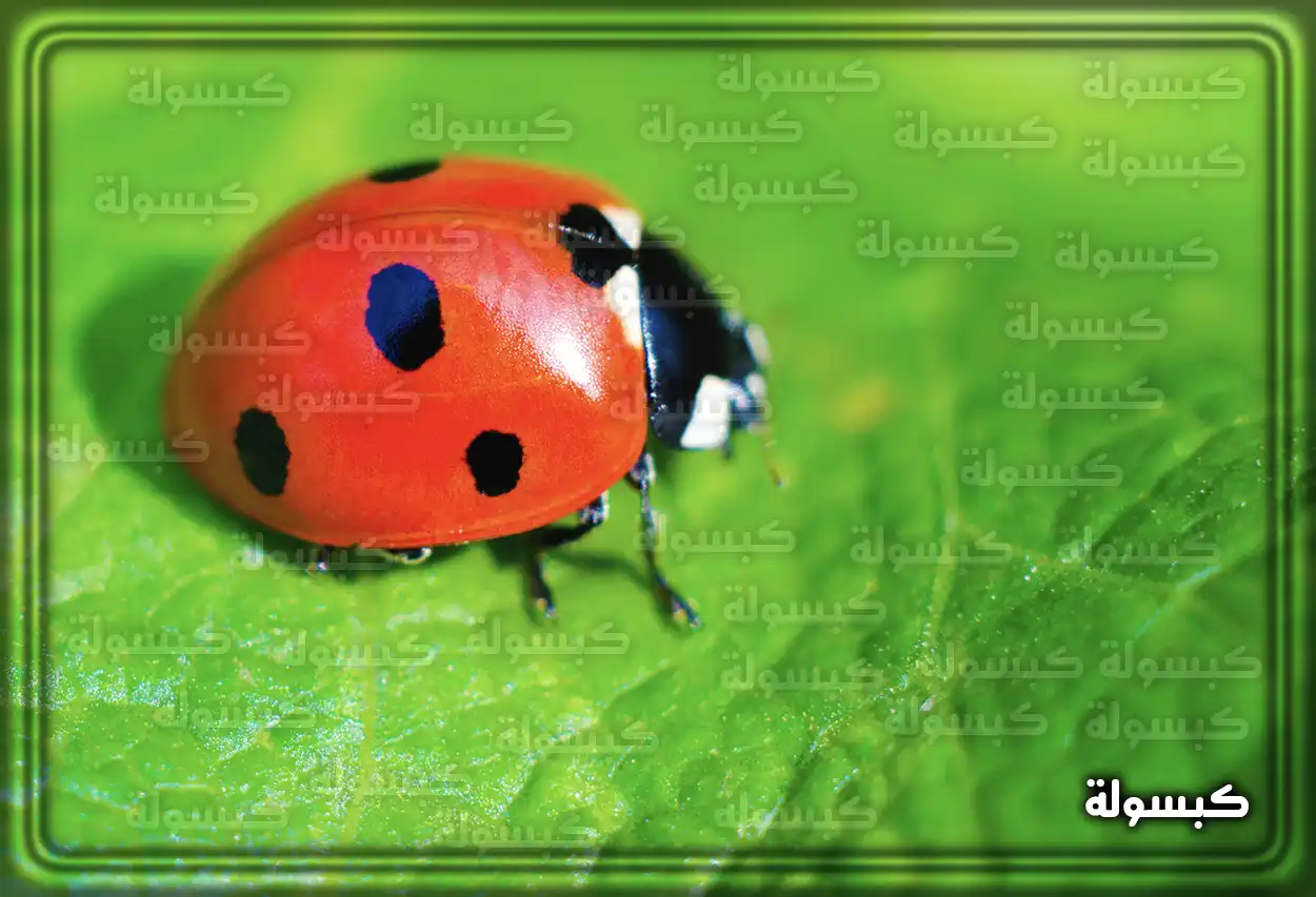 تحليل رؤية الخنفساء في منام الرجل