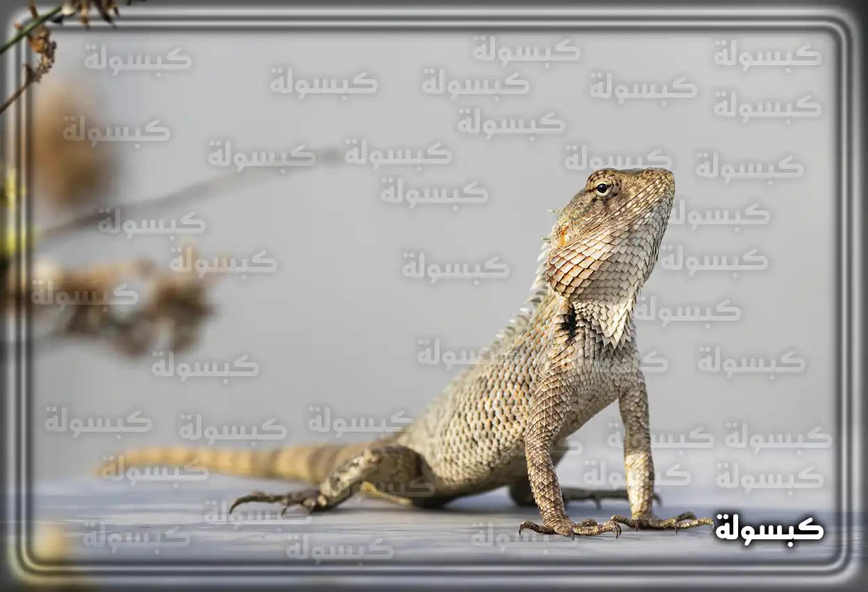 رجل ينظر إلى ضب في الصحراء كرمز لرؤية الضب في المنام