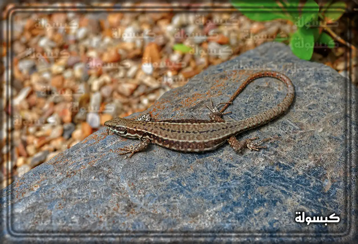 امرأة متزوجة تتأمل في دلالة حلم الضب