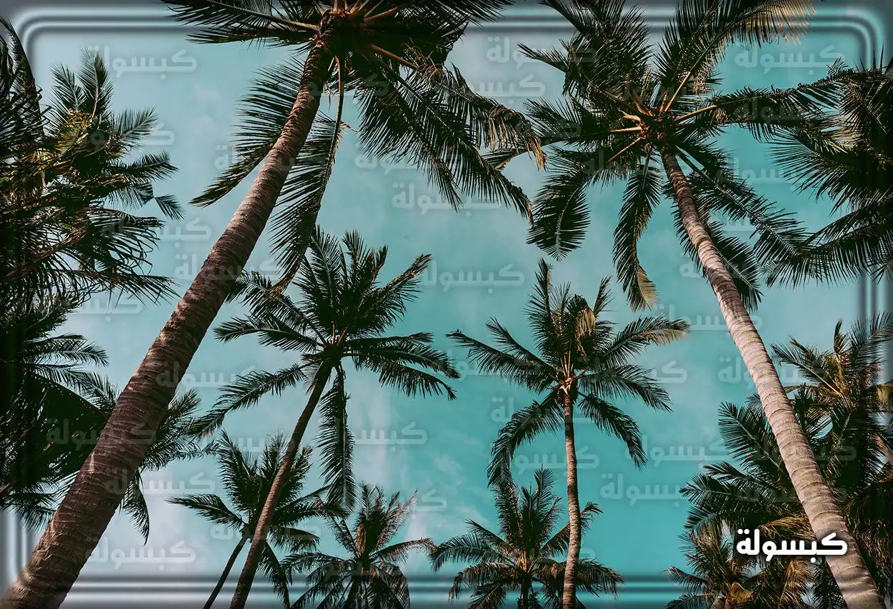 تفسير حلم رؤية النخيل في المنام غرس النخيل في الصحراء في الحلم