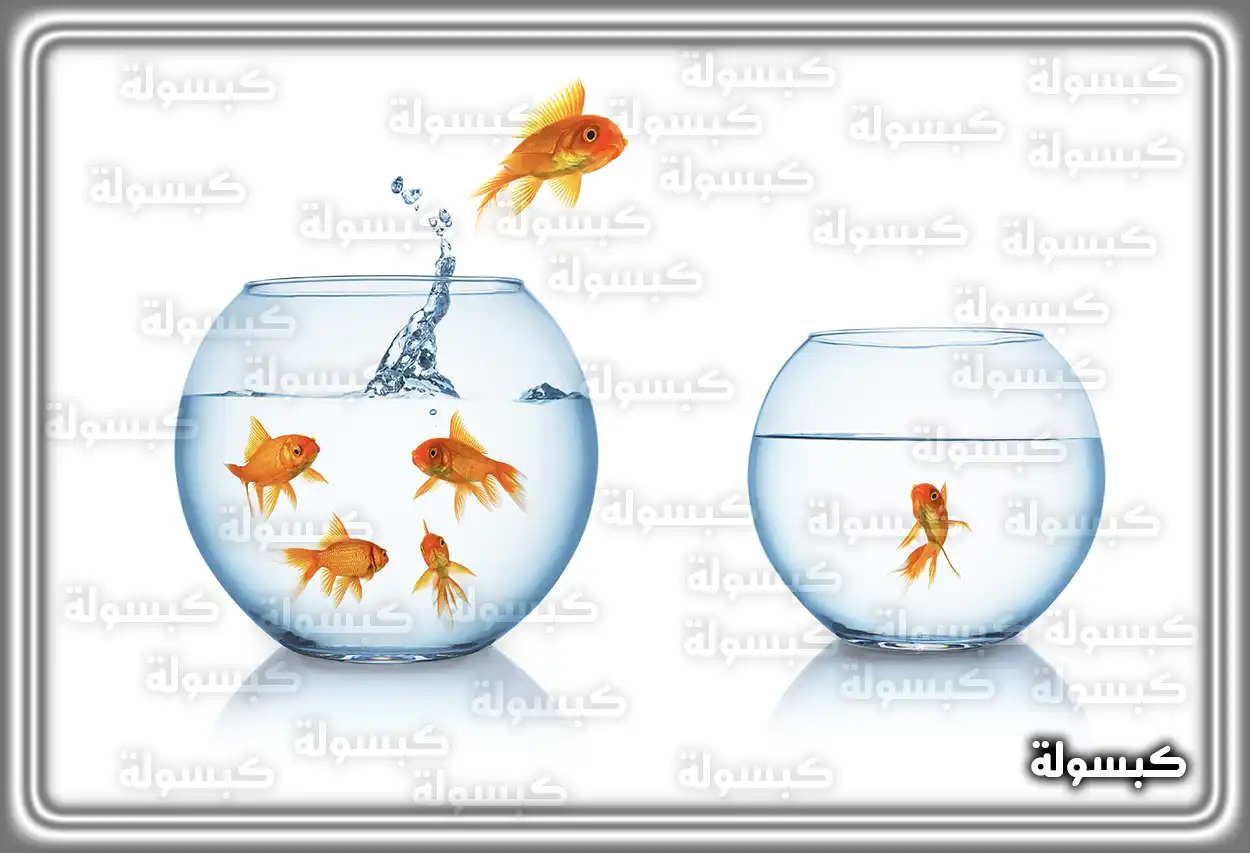 تفسير حلم رؤية حوض الأسماك في المنام حوض أسماك زينة ملون يرمز إلى دلالات الحلم