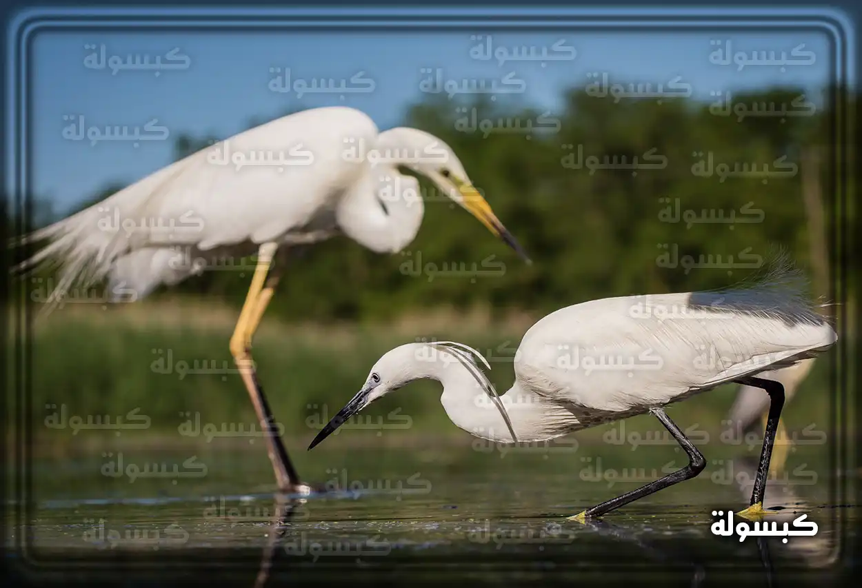 مجموعة من طيور أبو قردان في الطبيعة