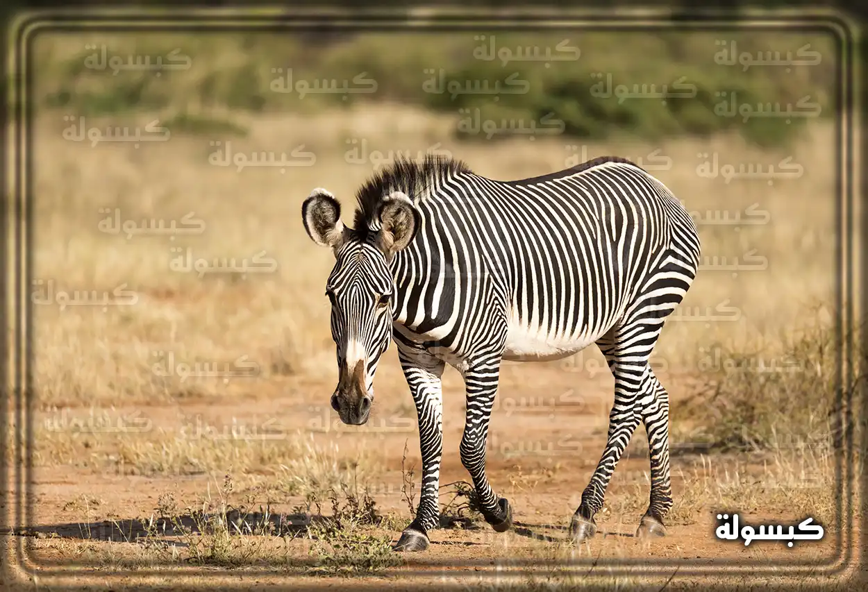 تفسير رؤية حلم الحمار الوحشي في المنام