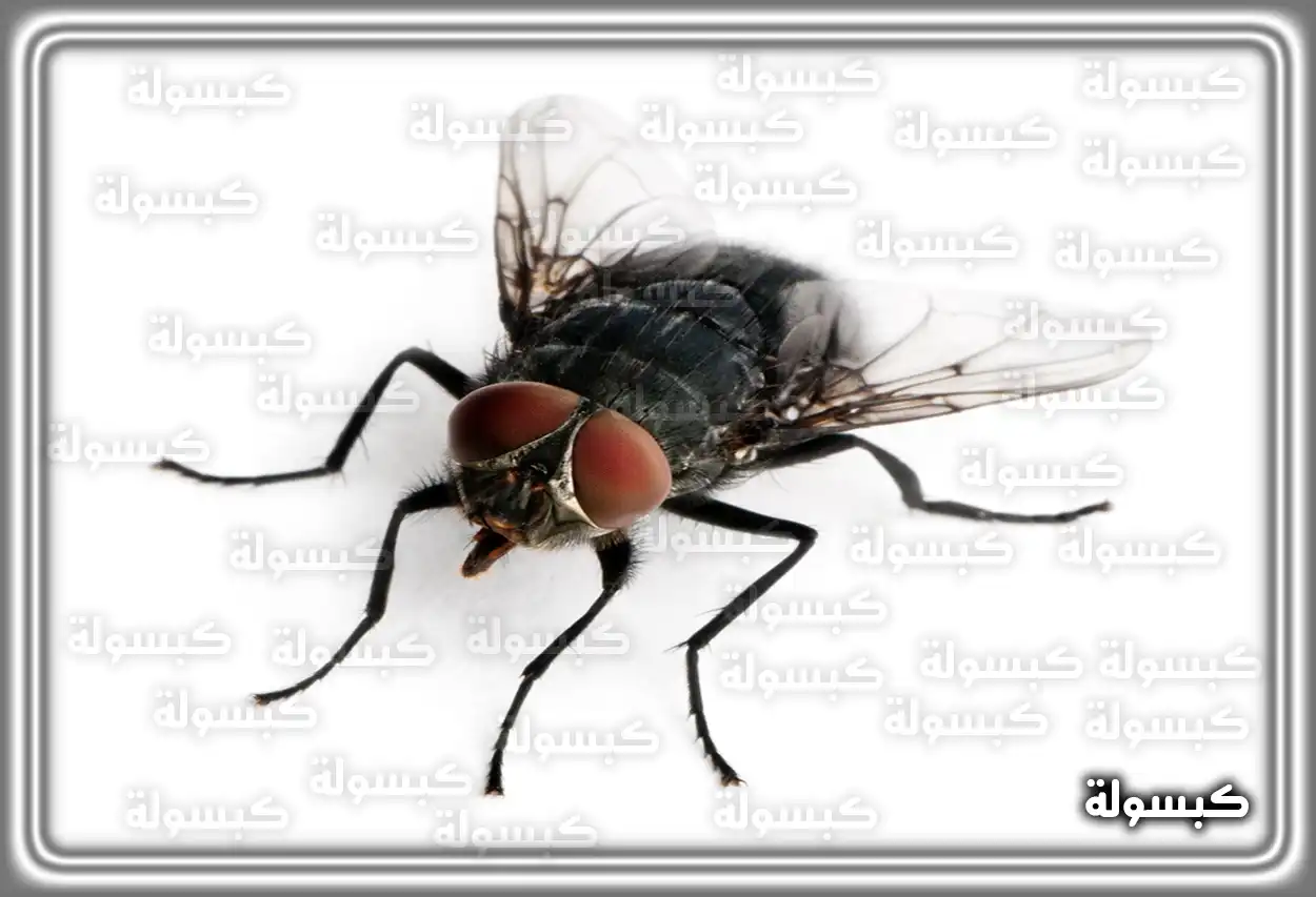 تفسير حلم الذباب للمرأة العزباء