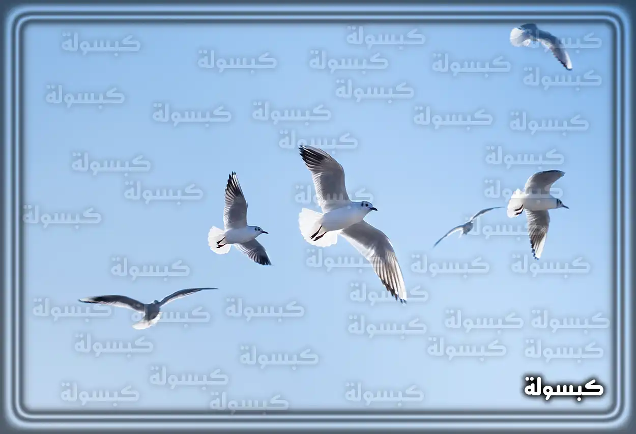 معنى رؤية الحمام الأبيض في المنام