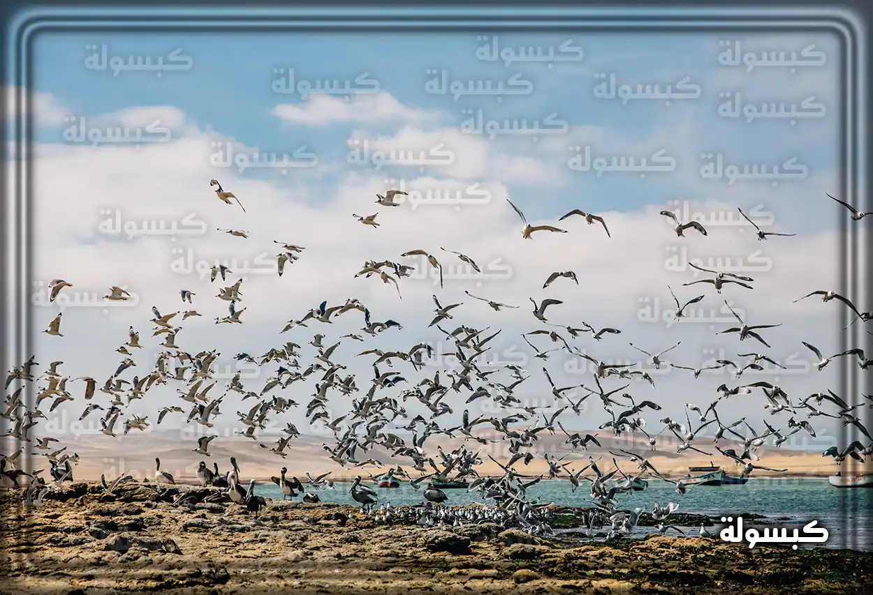 تفسير حلم الطيور للعزباء والمتزوجة والمطلقة