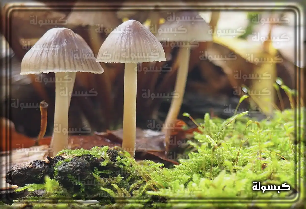 رجل ينظر إلى فطر كبير في غابة كرمز لتفسير الأحلام