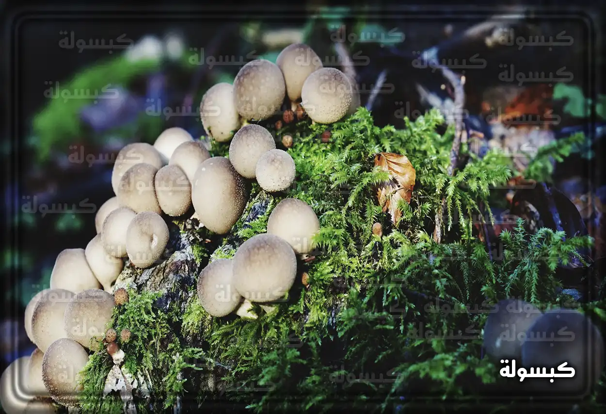 سلة مليئة بالفطر الطازج كدلالة على الخير في الحلم