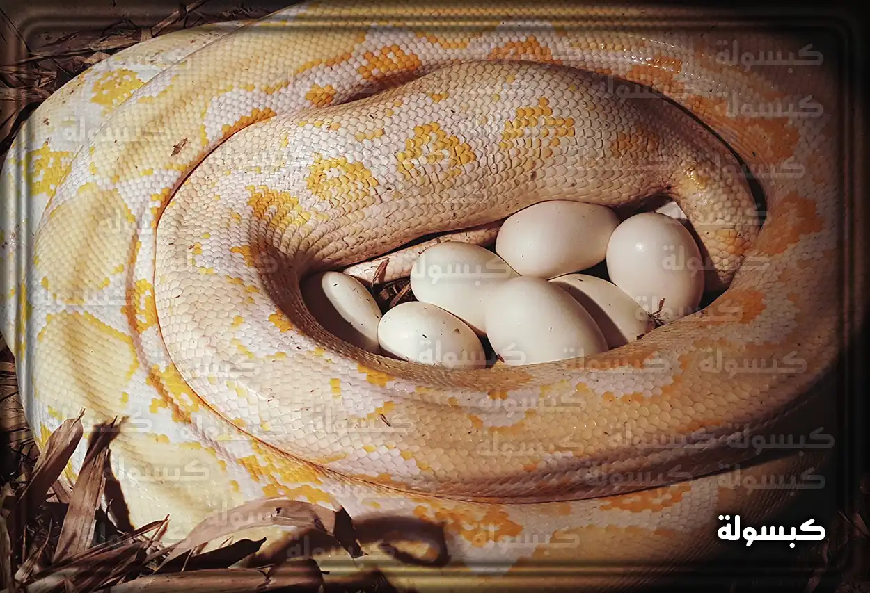 الدلالات الرمزية لرؤية بيض الثعبان في المنام بيض ثعبان في عش كرمز للبدايات الجديدة في تفسير الأحلام