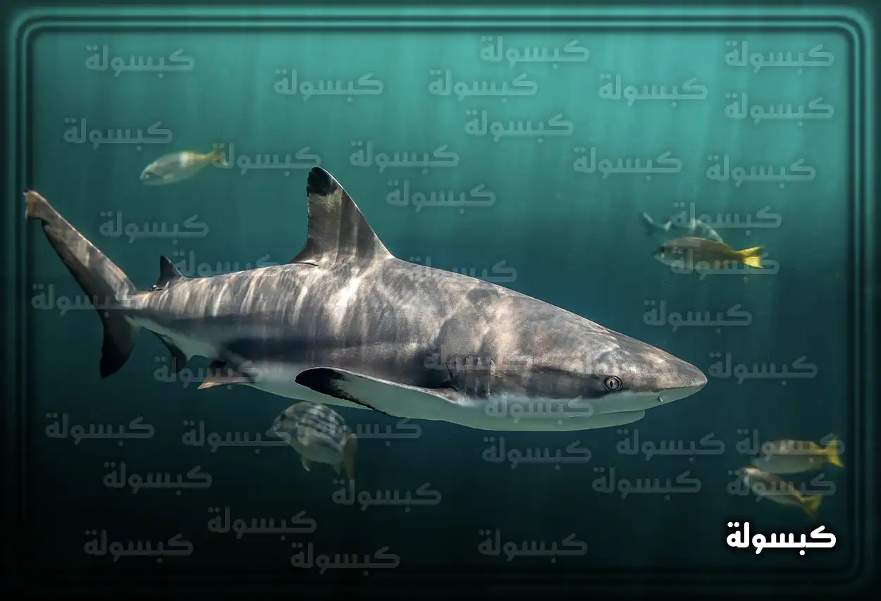 تفسير رؤية حلم سمكة القرش في المنام