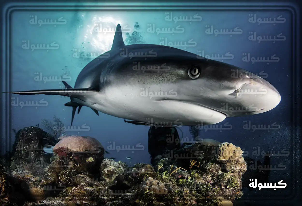 تفسير رؤية حلم سمكة القرش في المنام