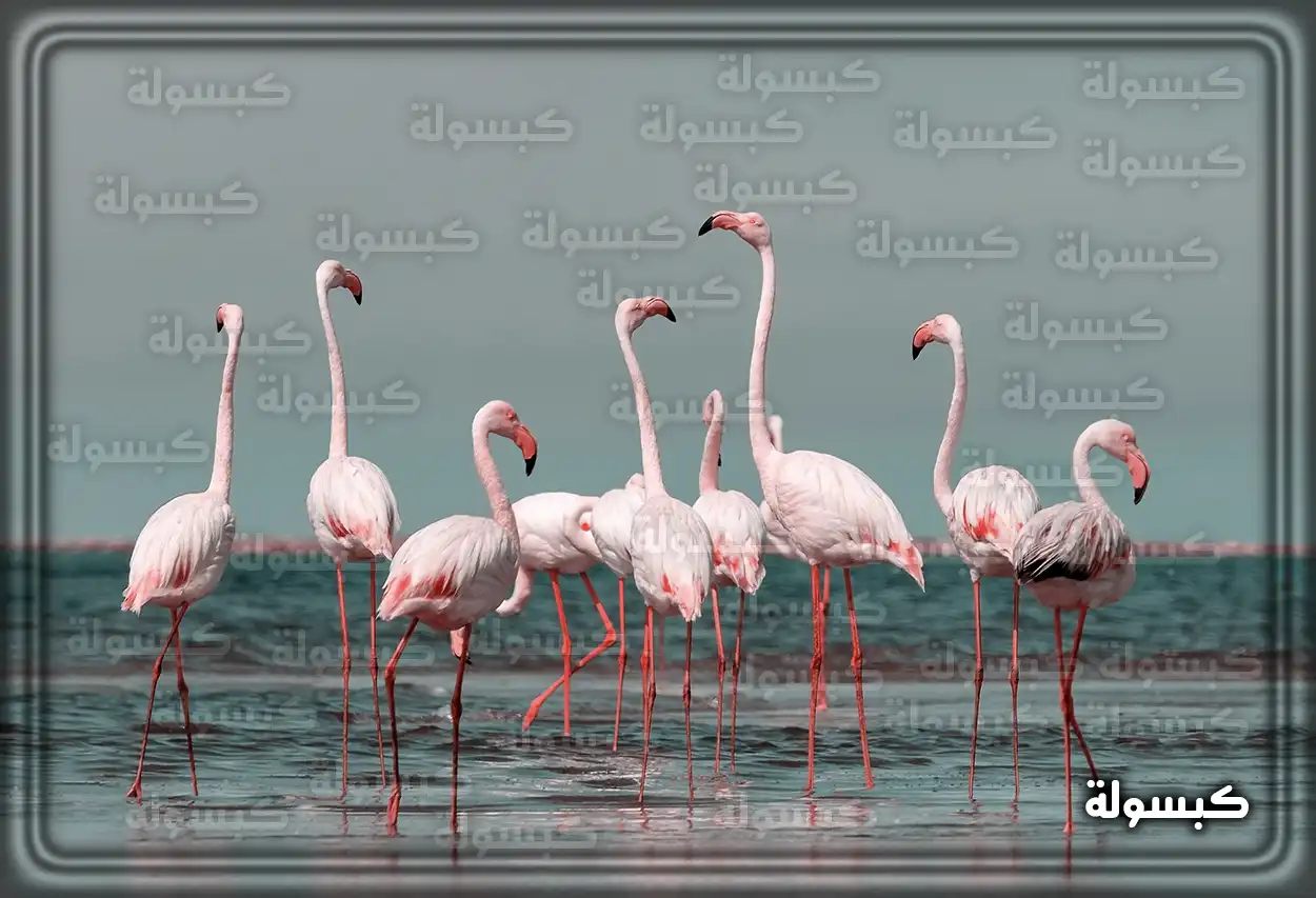 طائر نورس يطير في السماء الزرقاء