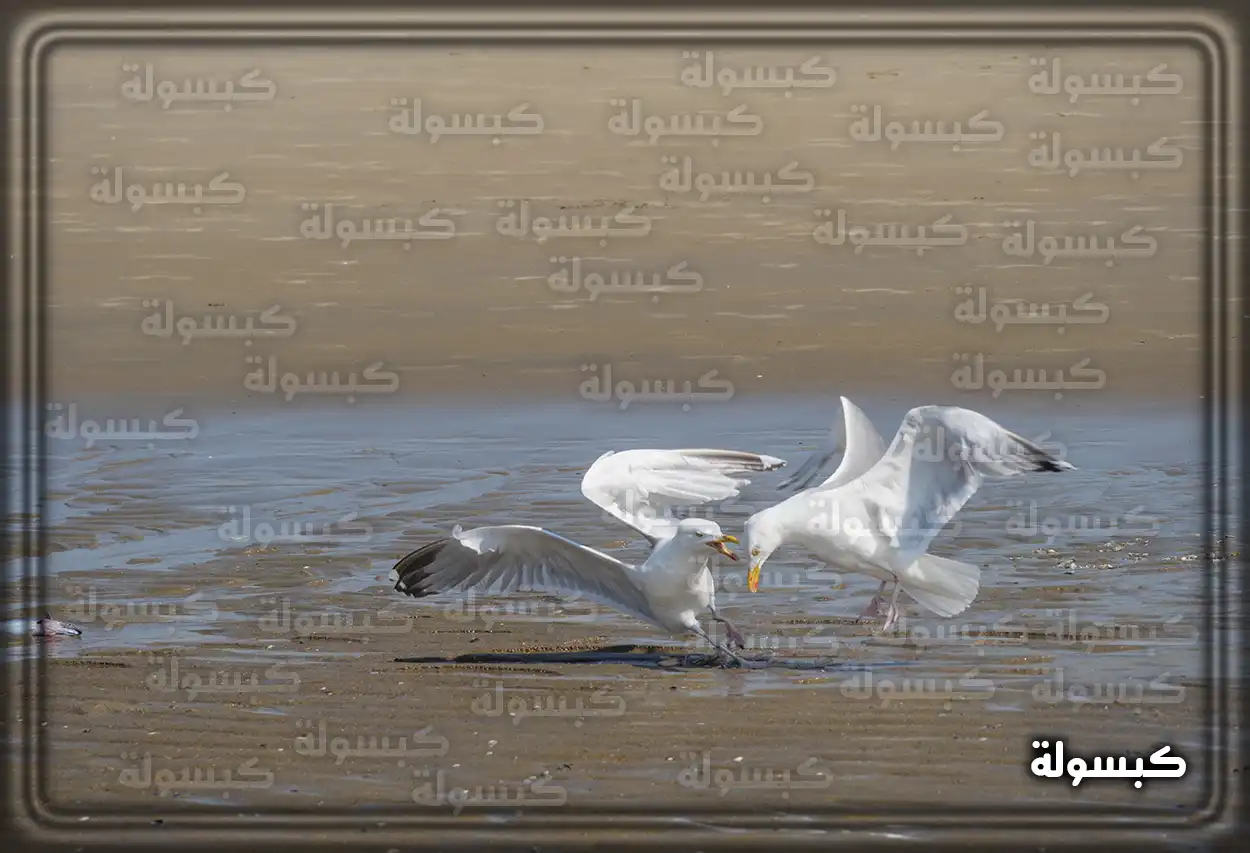 طائر نورس يقف على صخرة