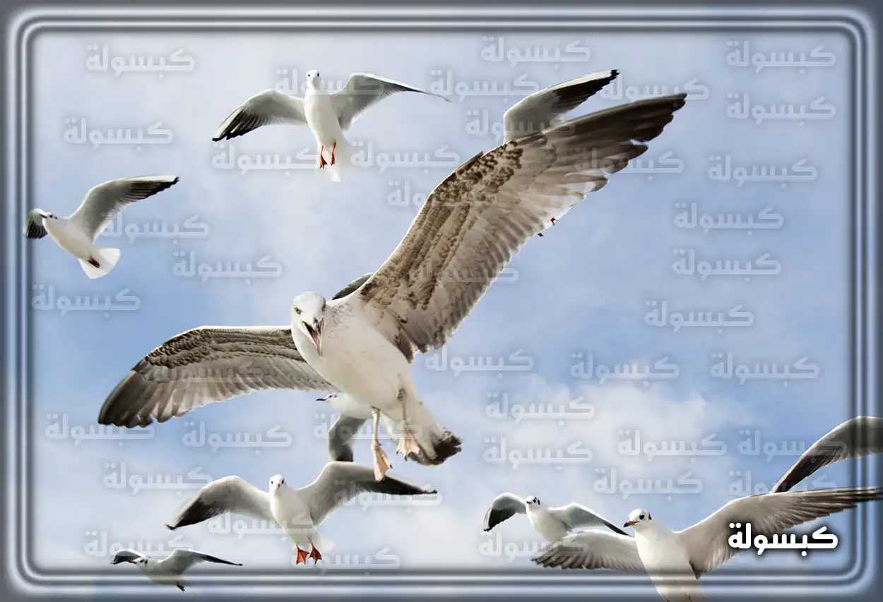 فتاة تنظر إلى طائر نورس في السماء