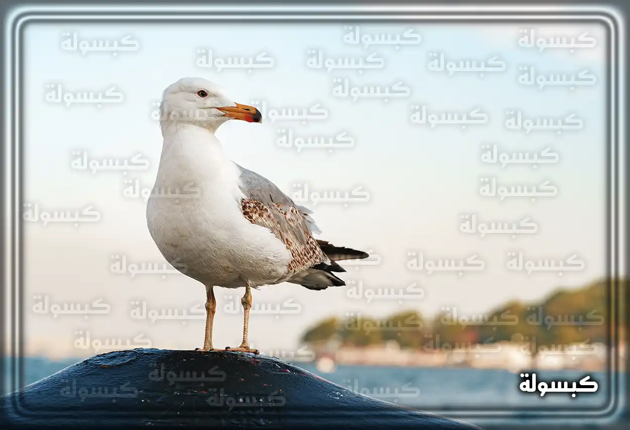 طائر نورس أبيض يقف بهدوء