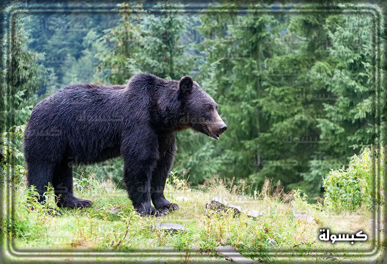تفسير رؤية حلم الدب في المنام صورة رمزية لدب الباندا في المنام وعلاقته بالتفسيرات النفسية