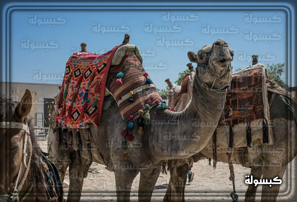 تفسير رؤية حلم الجمل في المنام رجل يقود جملاً في الصحراء كرمز لرؤية الجمل في المنام