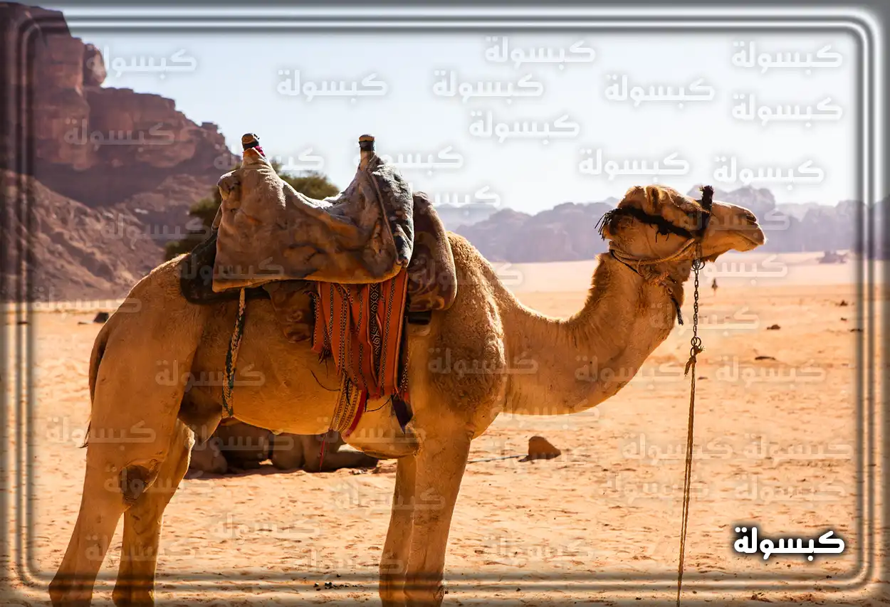 تفسير رؤية حلم الجمل في المنام جمل يسير في منظر طبيعي كدلالة على تفسير الحلم