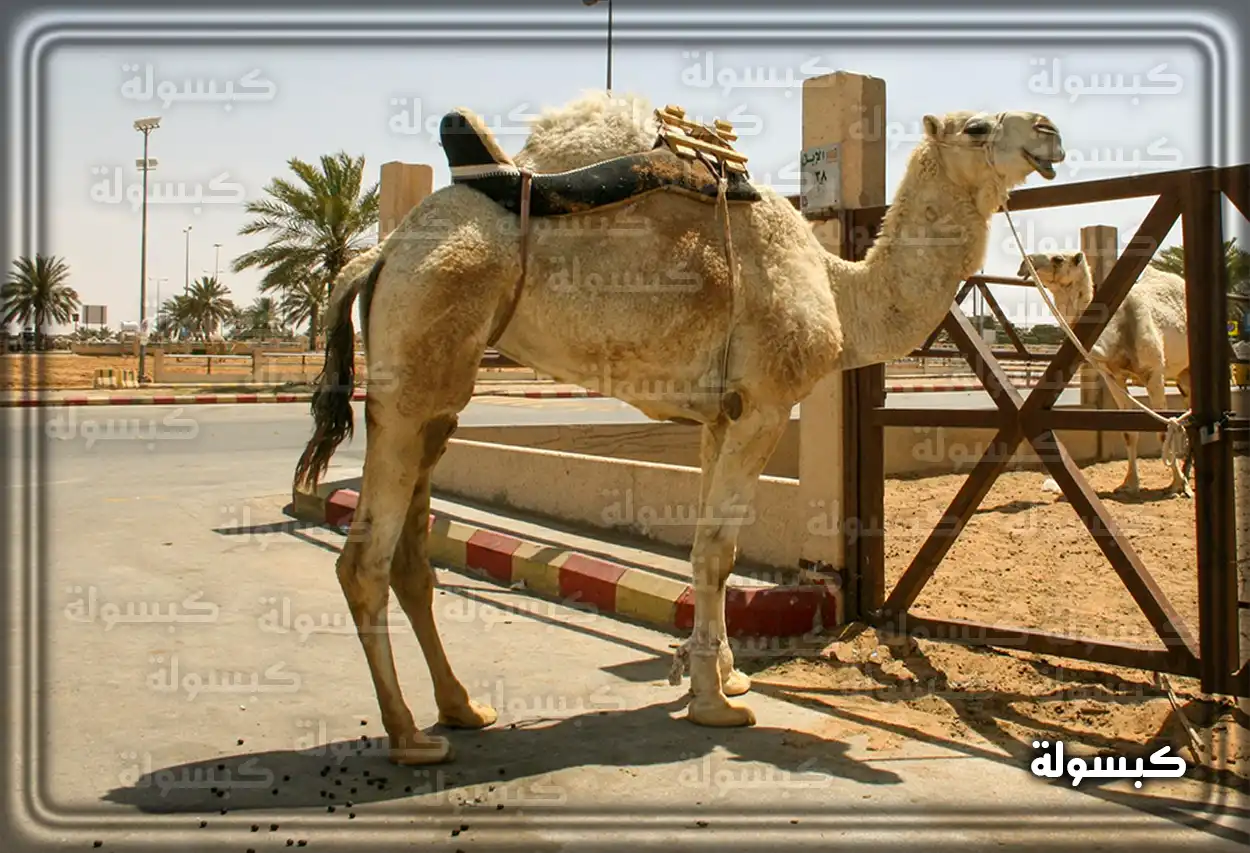 تفسير رؤية حلم الجمل في المنام قطيع من الجمال في المنام وتفسيراته المختلفة