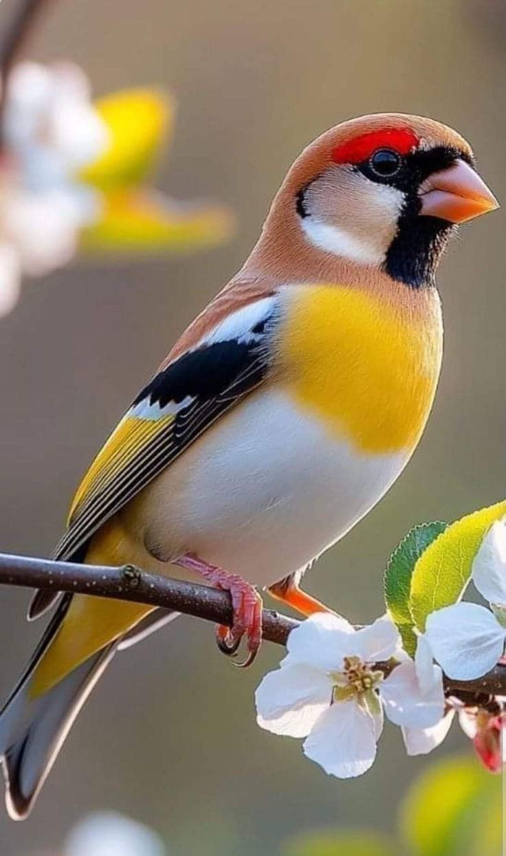 تفسير العصافير في المنام