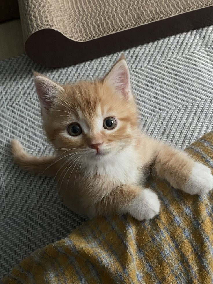 دلالات رؤية القطط متعددة الألوان في الحلم