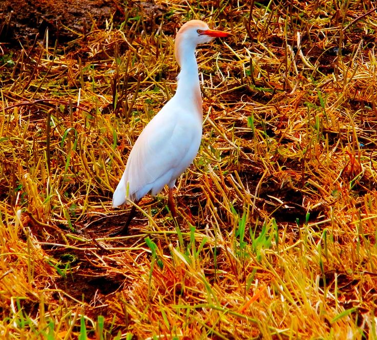 تفسير حلم طائر أبو قردان