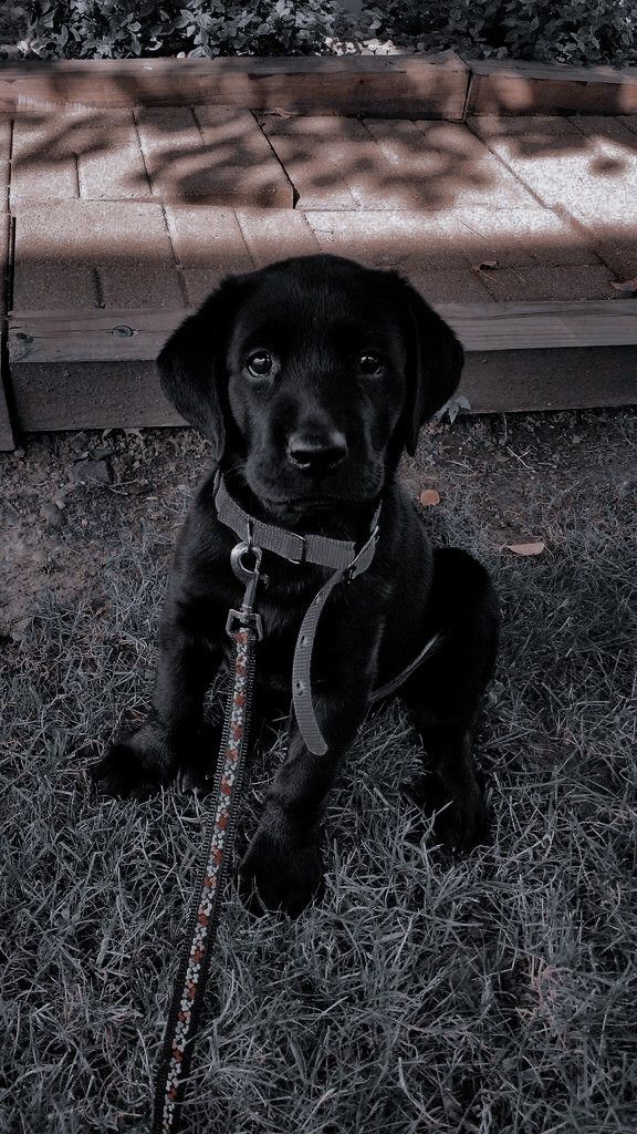 تفسير رؤية الكلاب في المنام للمتزوجة