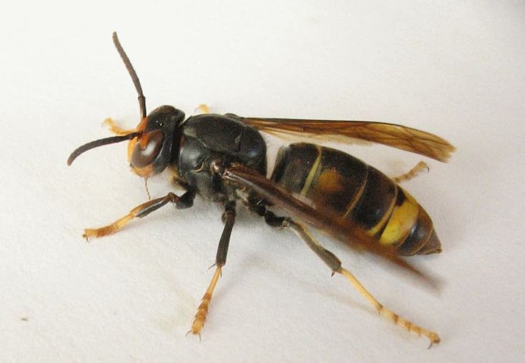 تفسير رؤية الدبور في المنام