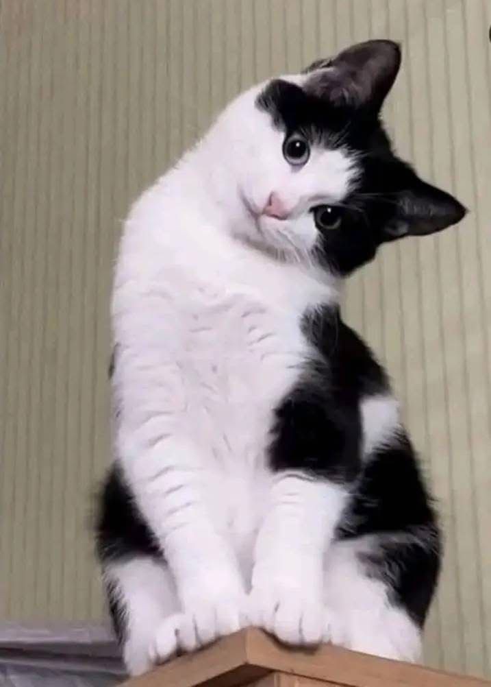 دلالات ألوان القطط في الحلم