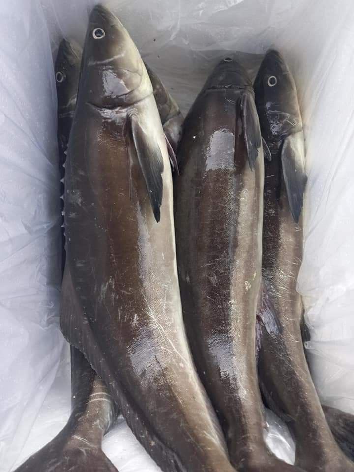 تفسير حلم السمك الحي للمرأة المتزوجة