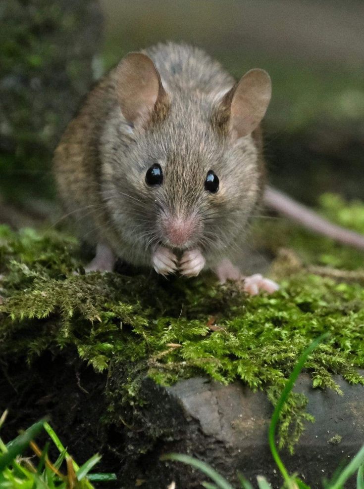 رمزية الفئران الكثيرة في الحلم