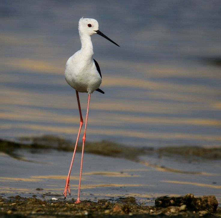 رؤية طائر أبو قردان في المنام