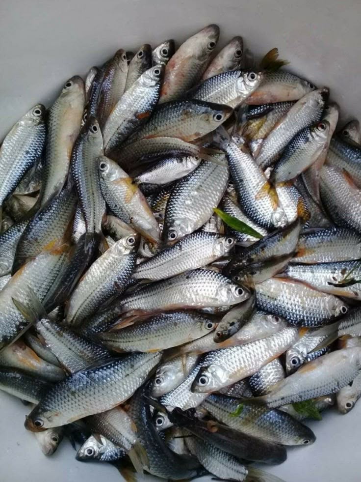 تأويل حلم السمك الحي للعزباء