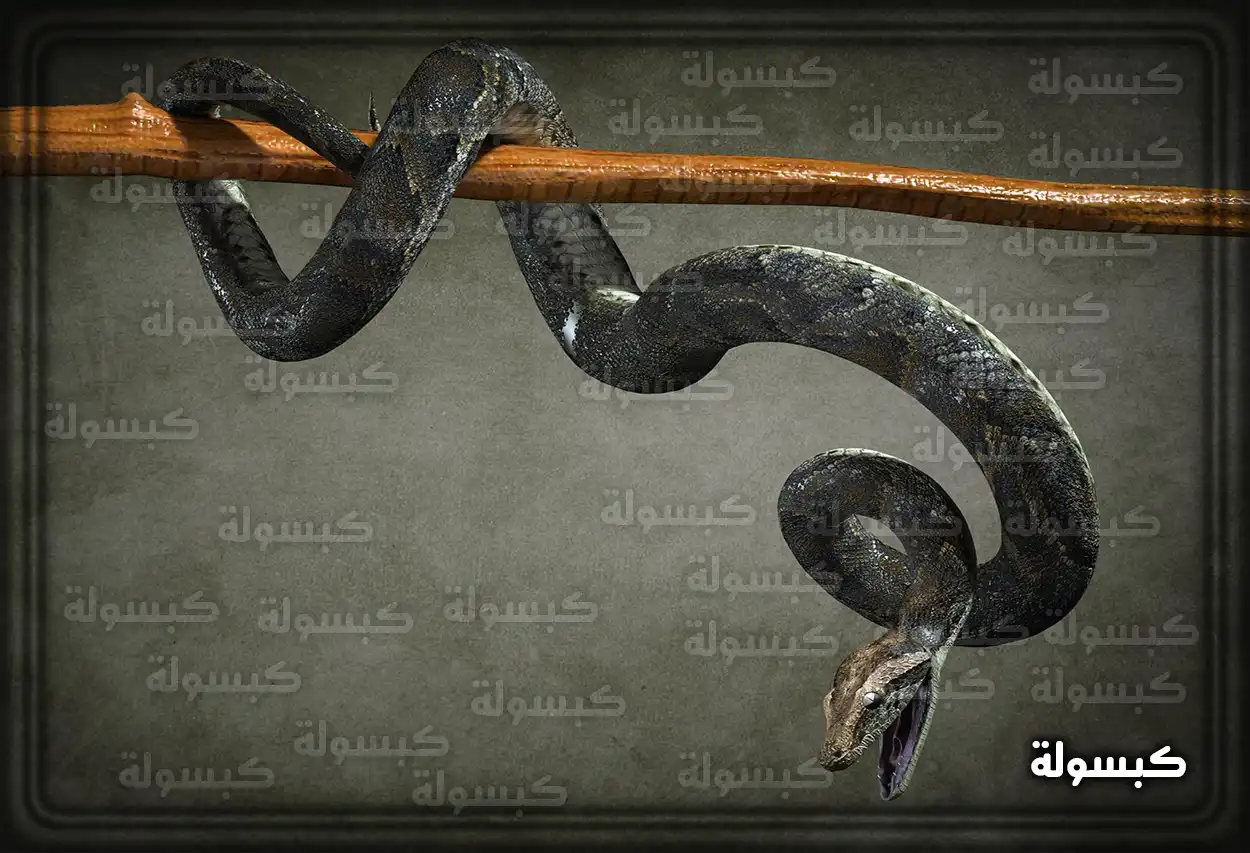 تفسير رؤية الأفعى السوداء في البيت