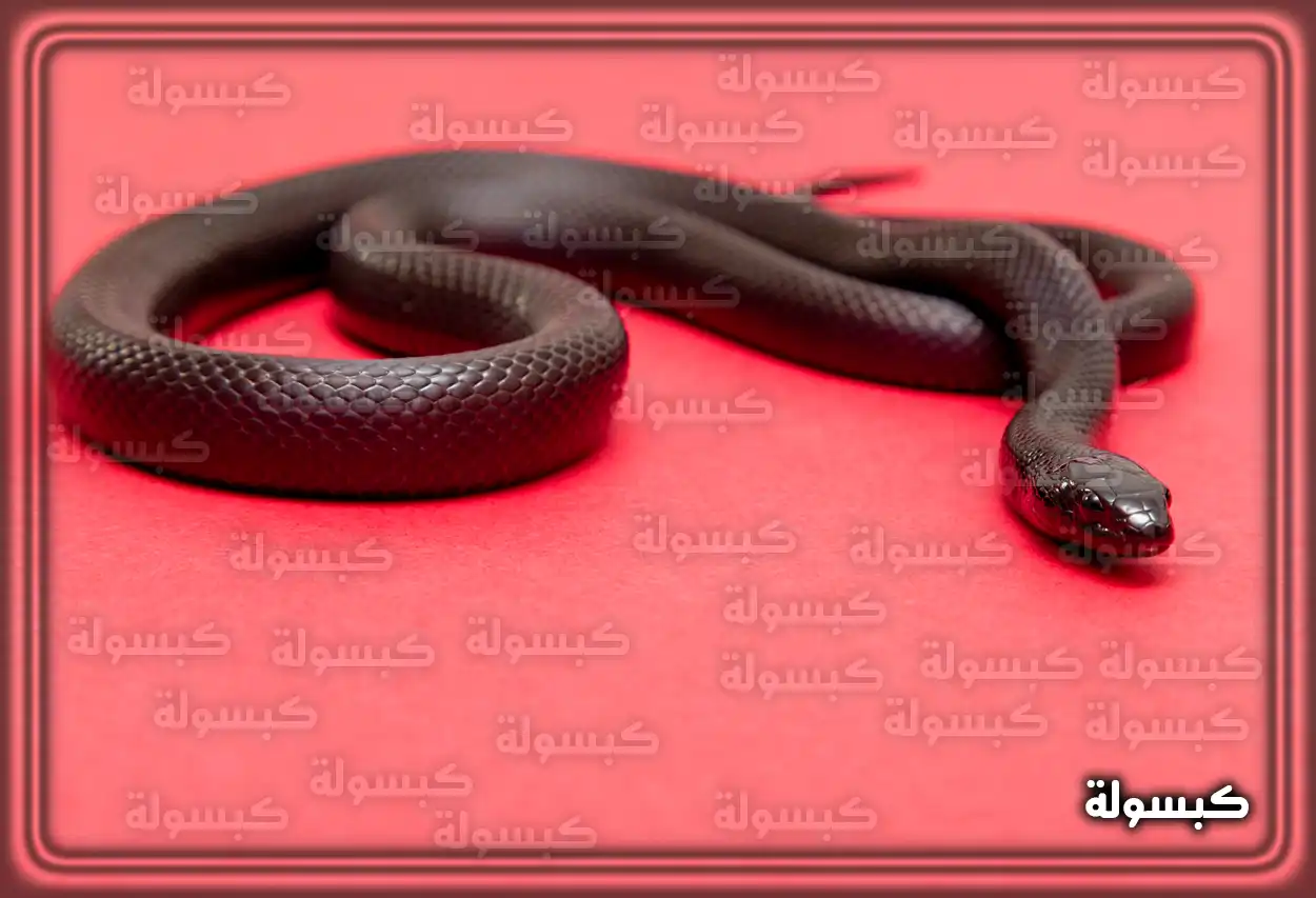 معنى لدغة الأفعى السوداء في الحلم