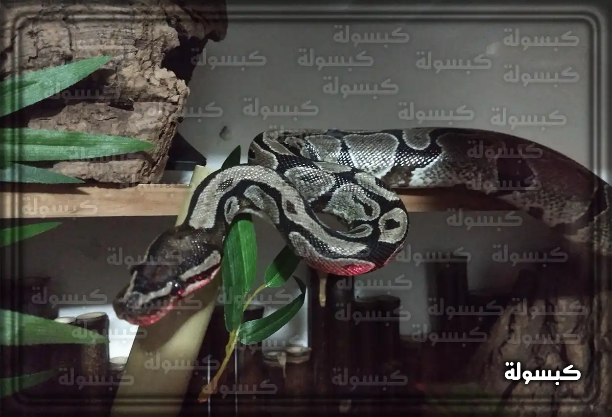 دلالات حلم الأفعى السوداء في المنزل