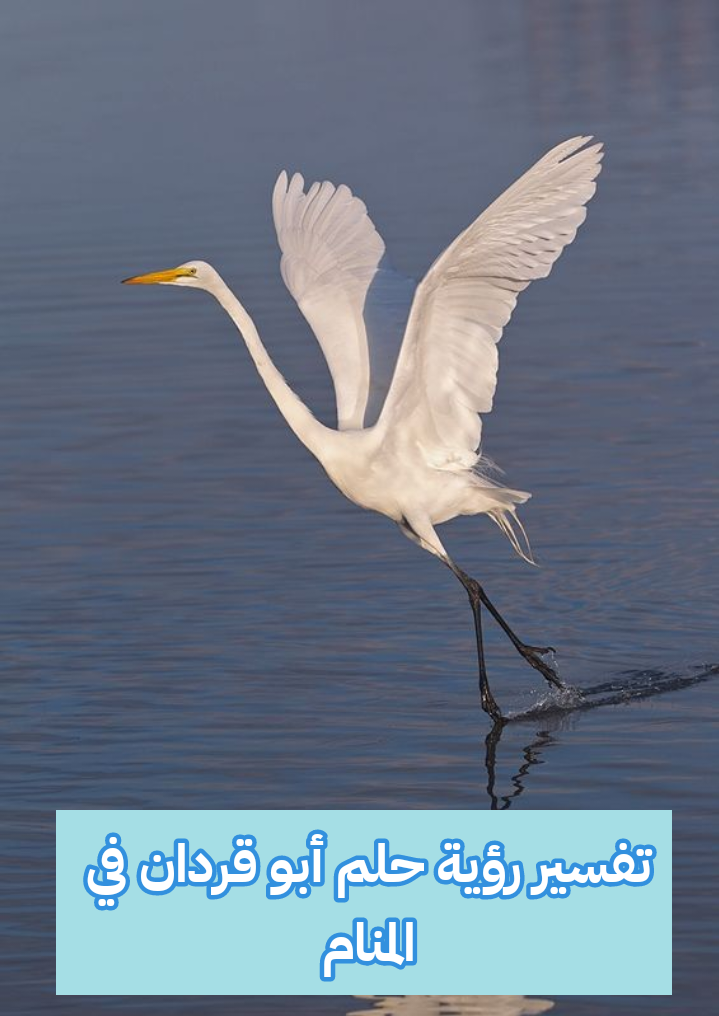 تفسير حلم رؤية أبو قردان في المنام