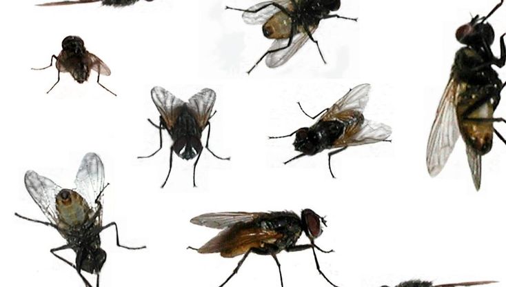 تفسير حلم الذباب للعزباء