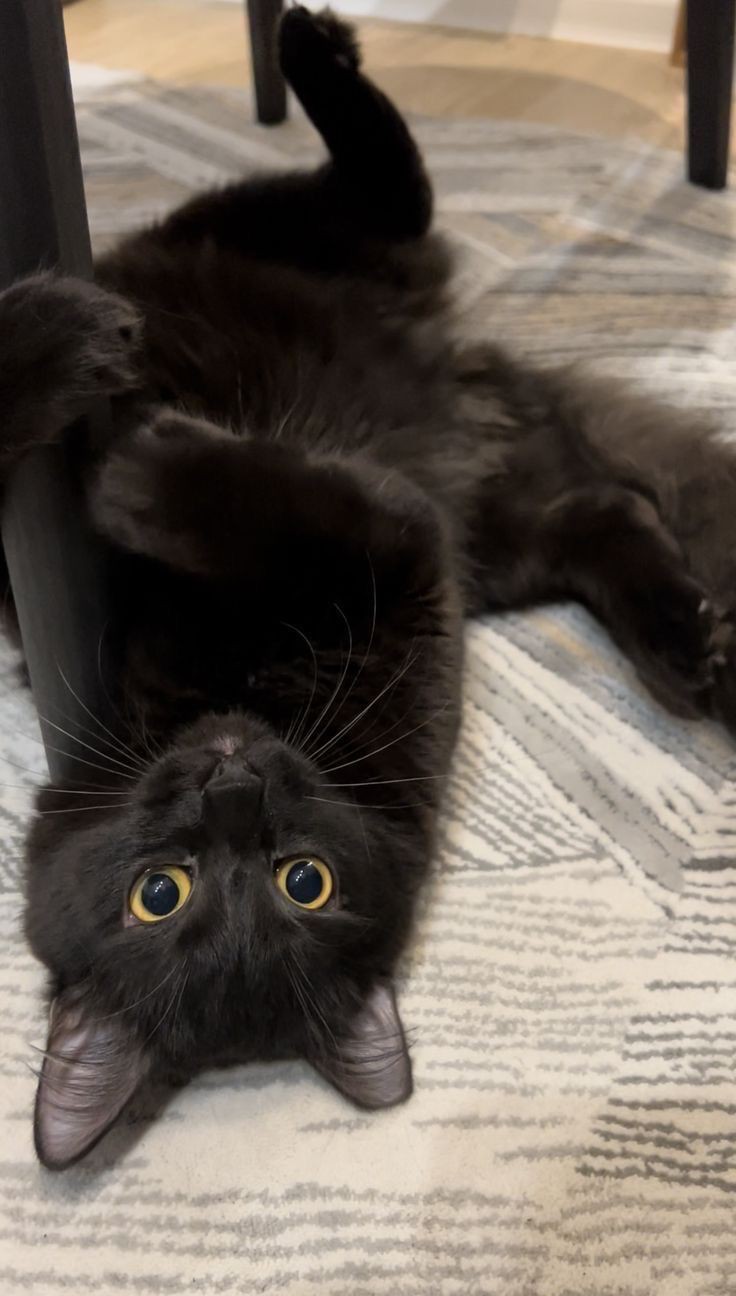 تفسير رؤية القطة السوداء في المنام