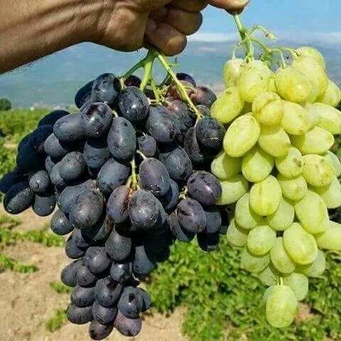 تفسير رؤية العنب في المنام بألوانه المختلفة