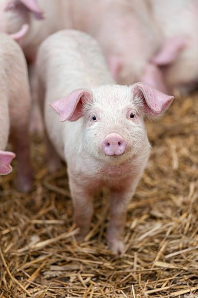 تفسير حلم الخنزير