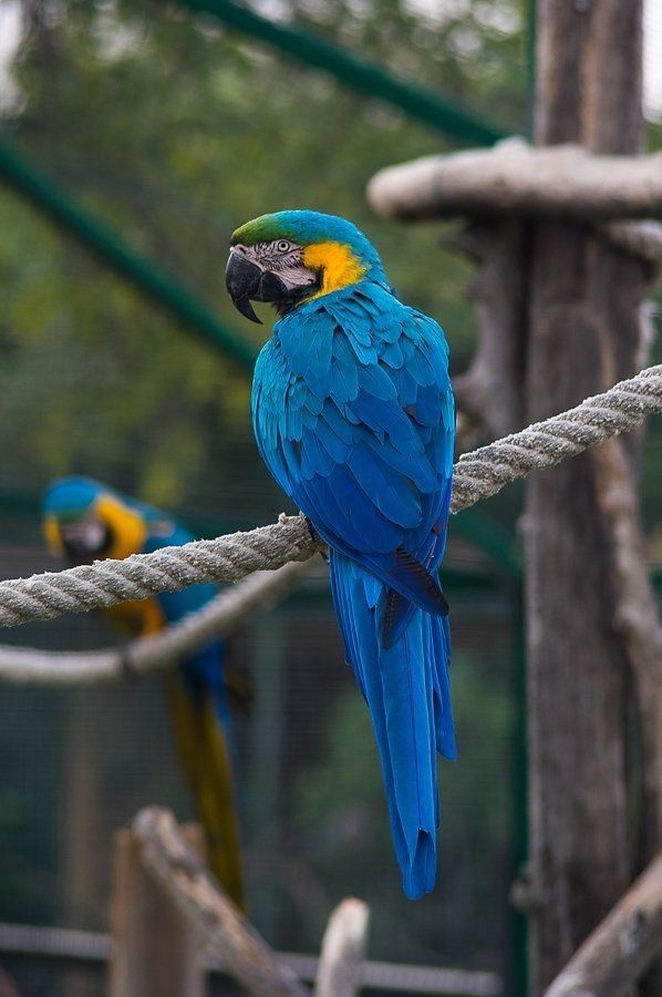 تفسير رؤية الببغاء في المنام