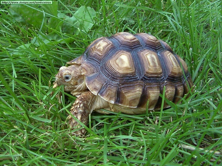 تفسير رؤية السلحفاة في المنام