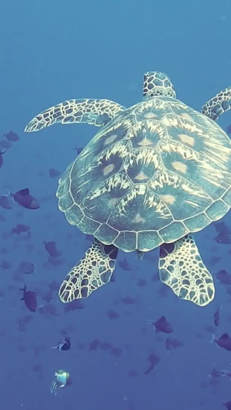 تفسير رؤية السلحفاة في الحلم