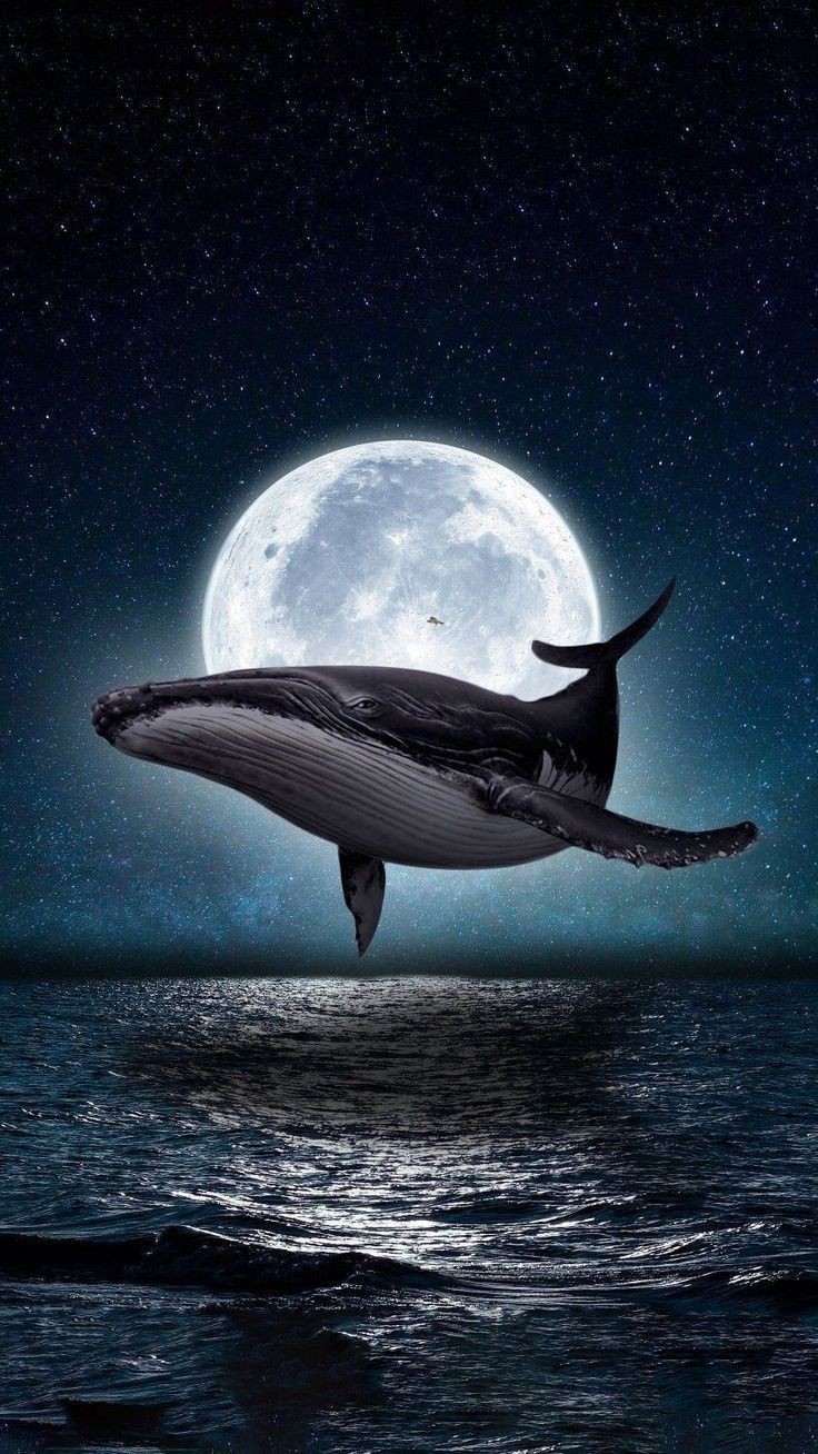 رؤية الحيتان في المنام