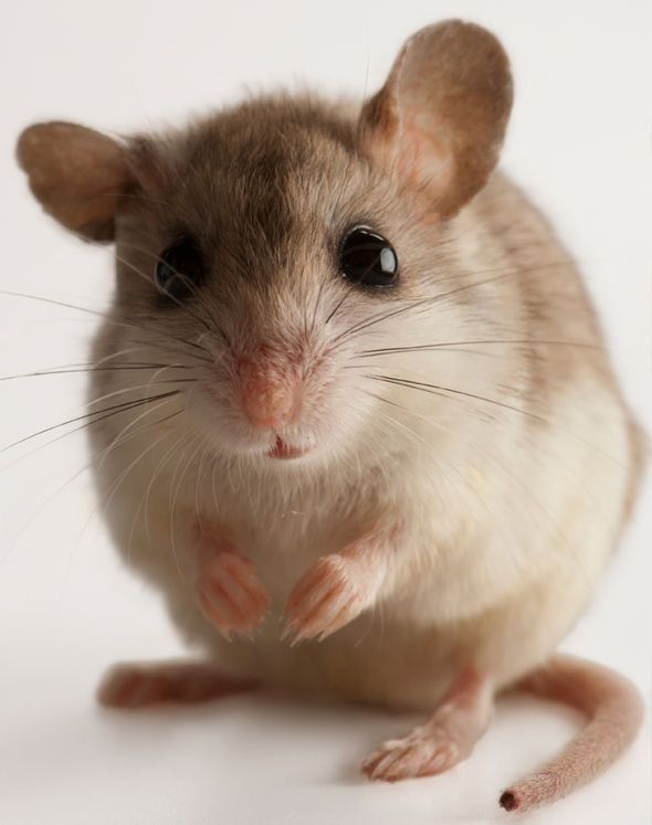 تفسير رؤية الفأر في الحلم ودلالاته الرمزية