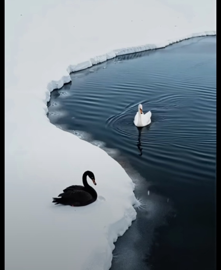 تفسير رؤية الإوز في المنام