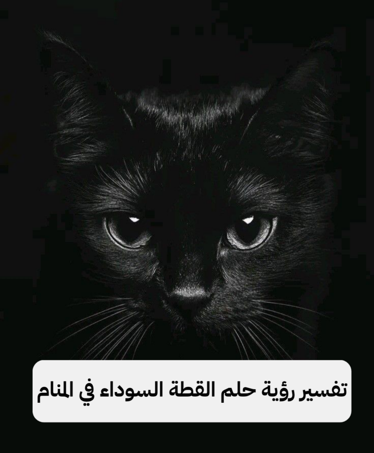 تفسير رؤية حلم القطة السوداء في المنام